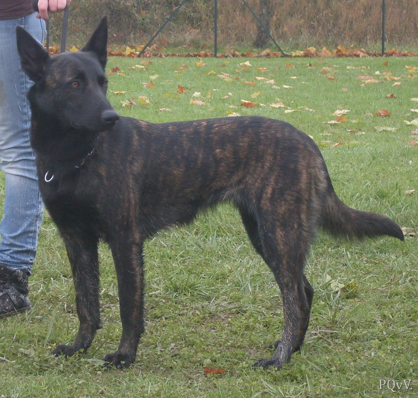 Guyna des Fonds de Gueule 